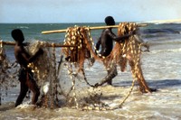 FAO © T. Fenyes; Fishermen returning with catch. Nouakchott, Mauritania