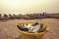 FAO © L. Callerholm; Fish for sale. Noakchott, Mauritania